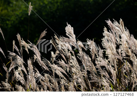 Ears of Japanese pampas grass shining in the sunlight 127127468