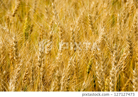 Wheat field near harvest Wheat field near harvest 127127473