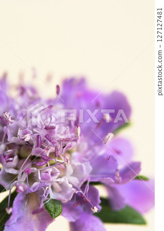 Purple scabiosa on white background Purple scabiosa on white background 127127481
