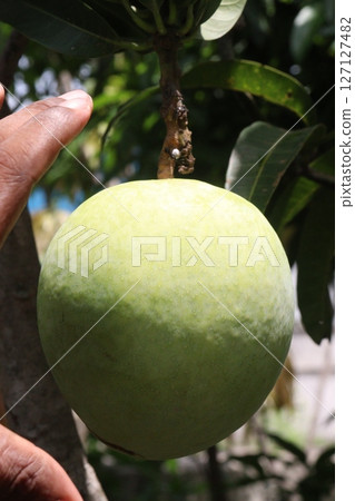 mango on tree in farm for sell 127127482
