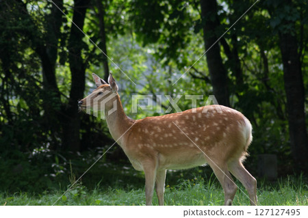 森林裡的野生梅花鹿 127127495