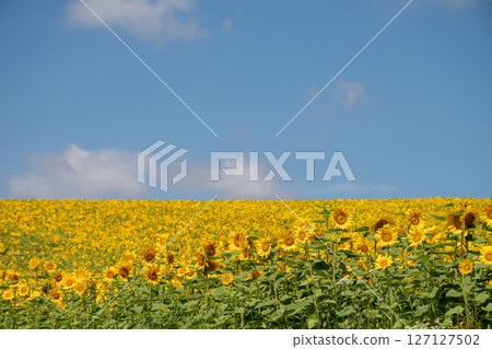 Sun flower fields in full bloom and blue sky 127127502