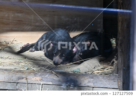 Tasmanian Devil 127127509