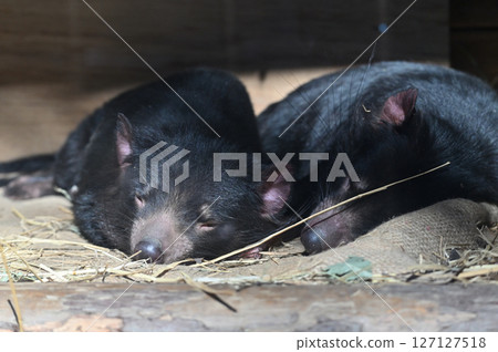 塔斯馬尼亞惡魔 塔斯馬尼亞惡魔 127127518