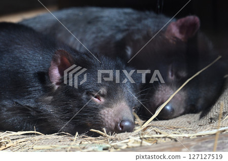 塔斯馬尼亞惡魔 127127519