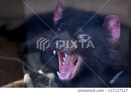 Tasmanian Devil Tasmanian Devil 127127527