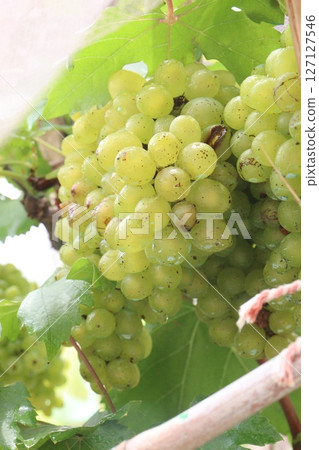 Grape on tree in farm for harvest Grape on tree in farm for harvest 127127546
