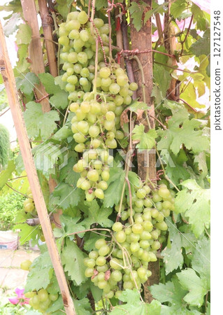 Grape on tree in farm for harvest Grape on tree in farm for harvest 127127548