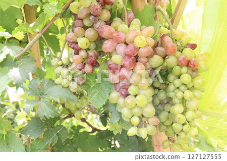 Grape on tree in farm for harvest Grape on tree in farm for harvest 127127555
