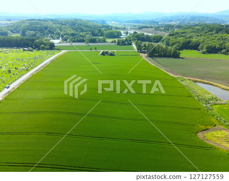 初夏時節，北海道熱田町的藍色秋麥田鳥瞰圖 127127559