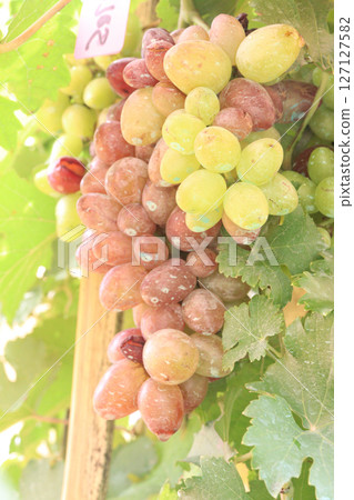 Grape on tree in farm for harvest 127127582
