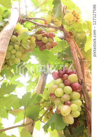 Grape on tree in farm for harvest 127127586