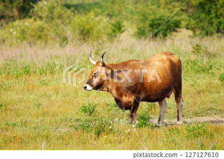 Majestic Brown Bull of Tauros cattle Standing in a Lush Green Pasture on a Sunny Day Majestic Brown Bull of Tauros cattle Standing in a Lush Green Pasture on a Sunny Day 127127610