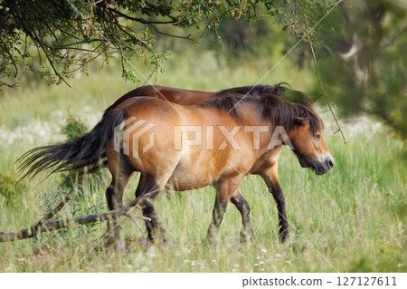Wild Exmoor Horses Grazing Together in a Lush Green Field Outdoors 127127611