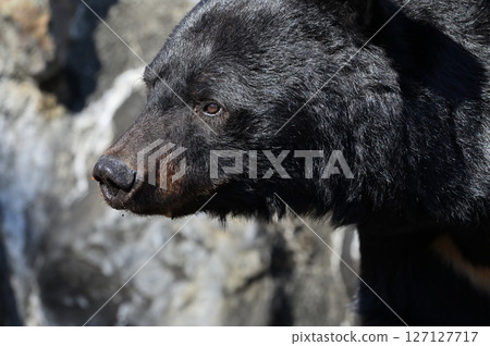 Bear (Asiatic black bear) Bear (Asiatic black bear) 127127717