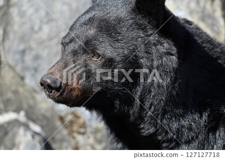 Bear (Asiatic black bear) Bear (Asiatic black bear) 127127718