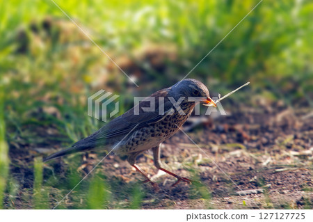 Close-Up of a Fieldfare, Turdus Pilaris Carrying a Twig on a Grassy Ground Close-Up of a Fieldfare, Turdus Pilaris Carrying a Twig on a Grassy Ground 127127725