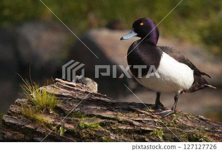 Tufted Male Duck Perched on a Fallen Log in a Serene Environment 127127726