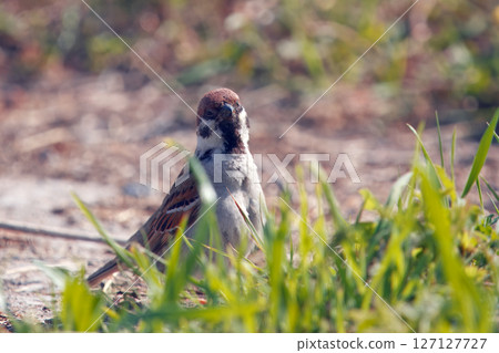 Small Sparrow Perched in Grass on a Warm and Sunny Day 127127727