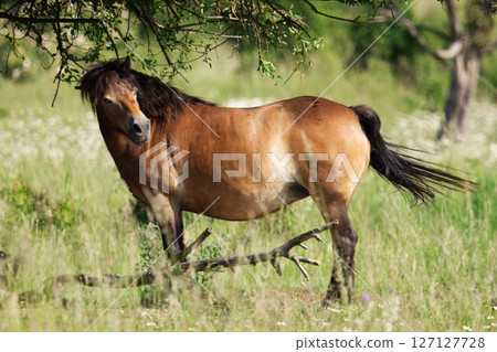 Brown Exmoor Horse Grazing in a Green Meadow with Summer Trees 127127728