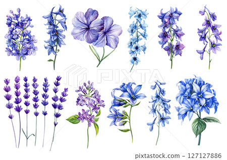 Set of beautiful watercolor flowers on isolated background. Blue delphinium flowers, purple lavender, lilac. Summer floral clipart 127127886
