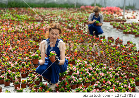 woman garden store worker holds a begonia 127127888