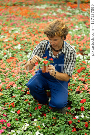 Male farm worker caring for flowers of the Balsaminaceae genus in greenhouse Male farm worker caring for flowers of the Balsaminaceae genus in greenhouse 127127899
