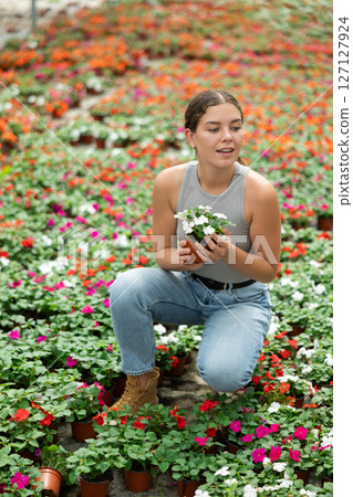 Girl chooses beautiful fresh flowers of the Balsaminaceae genus for her home 127127924
