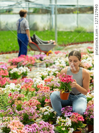 Woman holding pot with pink kalanchoe flowers in greenhouse 127127940