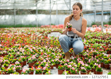 Portrait of girl chooses flowers begonia in greenhouse in spring time Portrait of girl chooses flowers begonia in greenhouse in spring time 127127951
