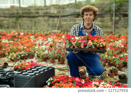 worker in a garden store holds a tray of flowers 127127958
