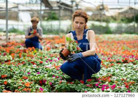 Woman garden shop worker holding a balsam flower 127127960