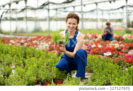 Female worker holding a pot of mint in her hands 127127970