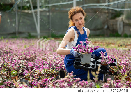 female worker arranges Tradescantia female worker arranges Tradescantia 127128016
