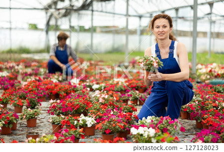 Attentive garden shop worker in casual blue overall diligently tends to flowers of the Balsaminaceae genus, surrounded by variety of potted plants 127128023