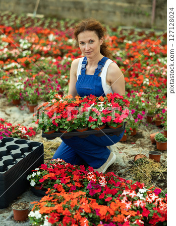 Woman in blue overalls carries tray with of flowers Balsaminaceae genus sprouts in greenhouse 127128024