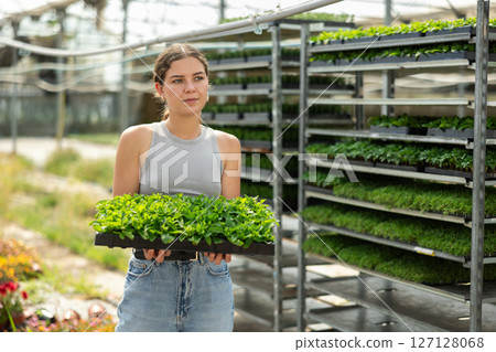 Young woman with a tray from seedlings in her hands 127128068