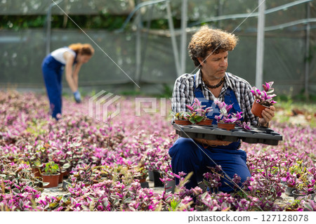 male worker arranges Tradescantia 127128078