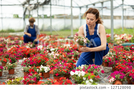 Woman Greenhouse Worker with Flowers 127128098