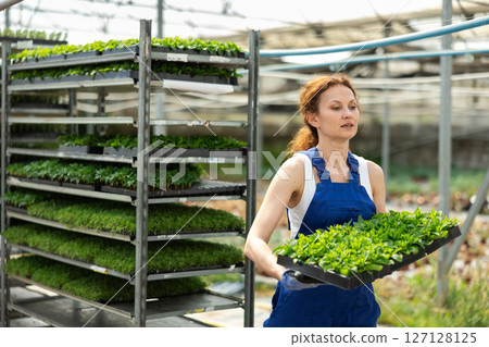 Woman garden store worker with seedlings in her hands Woman garden store worker with seedlings in her hands 127128125