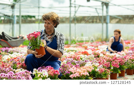 Male florist tending pink kalanchoe flowers in greenhouse 127128145