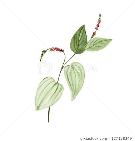 Branch of Kampot pepper plant with heart-shaped green leaves and multicolored peppercorns. Hand-painted watercolor isolated on white. Perfect for packaging, culinary design, branding, or eco labels Branch of Kampot pepper plant with heart-shaped green leaves and multicolored peppercorns. Hand-painted watercolor isolated on white. Perfect for packaging, culinary design, branding, or eco labels 127128349