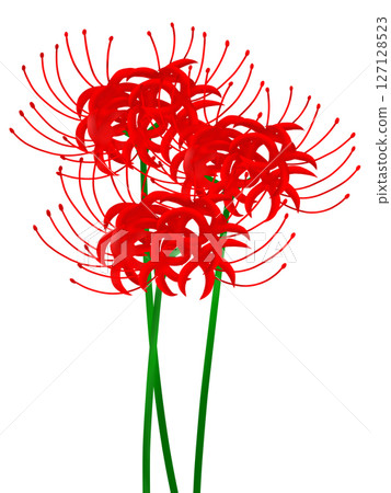 群集孤挺花 127128523