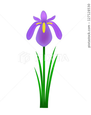 Iris Iris 127128530