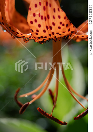 雨後橙色百合花 雨後橙色百合花 127128533