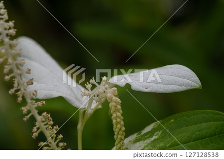 Hangesho in the summer garden 127128538
