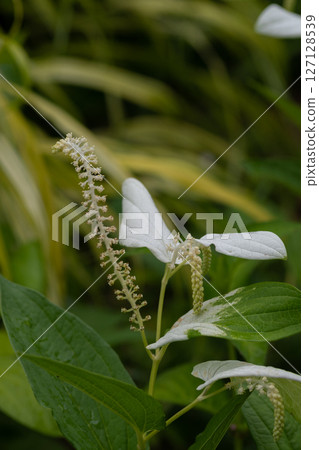 Hangesho in the summer garden 127128539