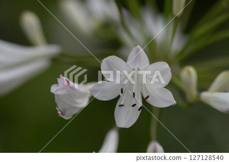 White agapanthus flower in full bloom 127128540