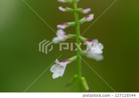 一朵花的特寫 127128544