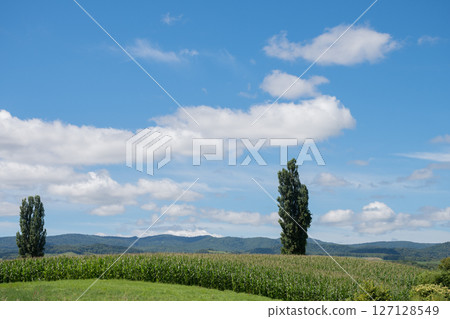 Poplar standing in a green corn field and blue sky 127128549